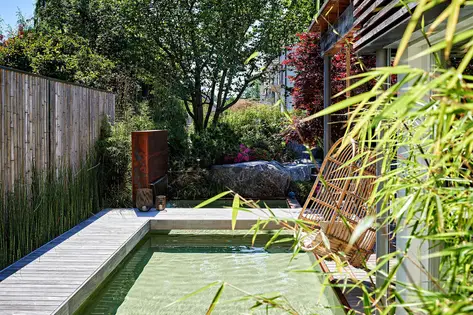 Japanischer Ahorn im Abendlicht